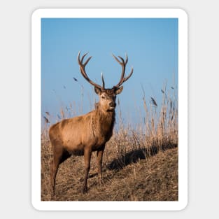 Red deer stag stares at the camera Sticker